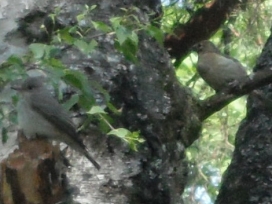 SingvgelZ-2022-024-TrauerschnpperSdf