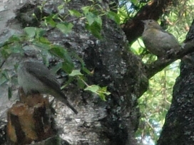 SingvgelZ-2022-026-TrauerschnpperSdf