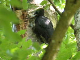 SpechtD184SchwarzspS�dfr2025