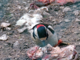 SpechtD215BuntspTiergNbgAndenkonVol2025