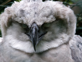 greifgreifQ63HarpyieJVNbg greifgreifQ63HarpyieJVNbg