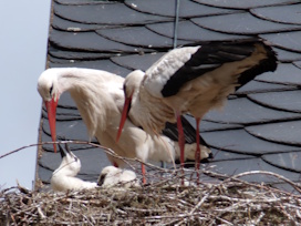 vgelverschiedenW82WeissstorchUehlfeld
